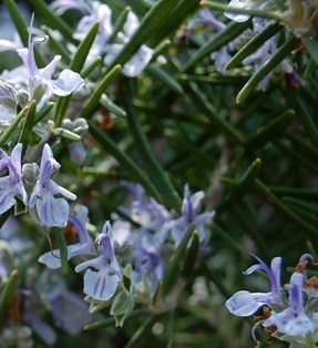 Rosemary, or Rosmarinus officinalis, does well in poor, dry soils; some versions are hardy to zone 6 though typically not frost-hardy. Grow from seed or cuttings or by layering